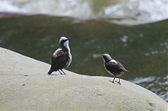 White-capped Dipper